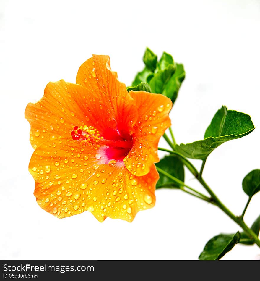 Colorful hibiscus flowers after rain. Colorful hibiscus flowers after rain.