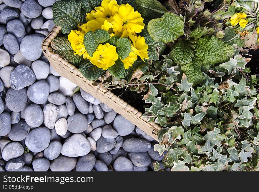 Botany - Floral arrangement