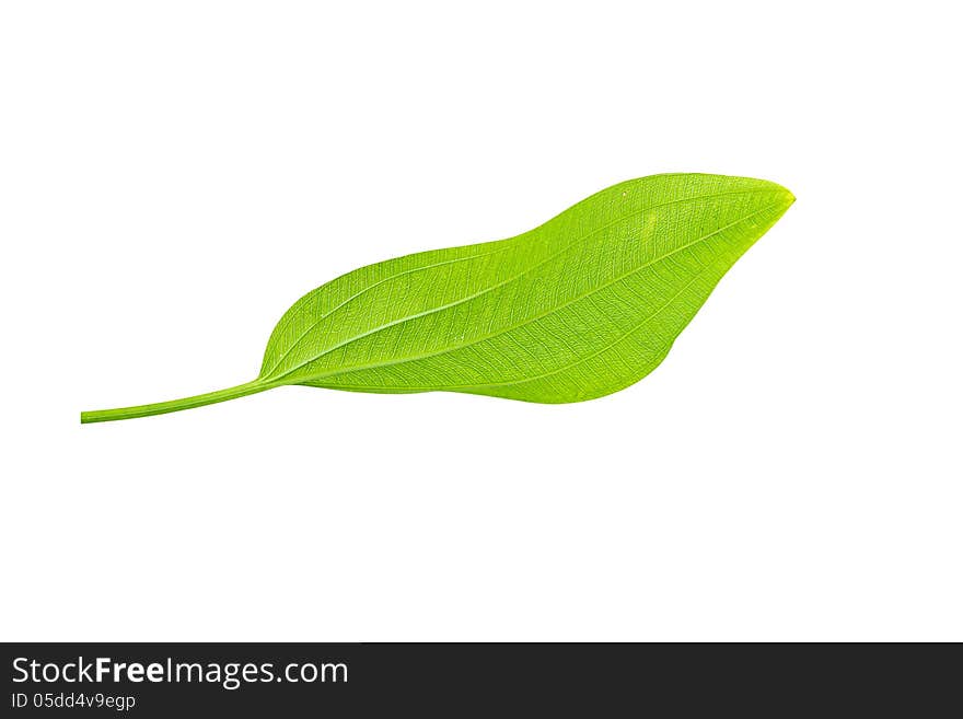 Green leaves. For decorating the background. Green leaves. For decorating the background.