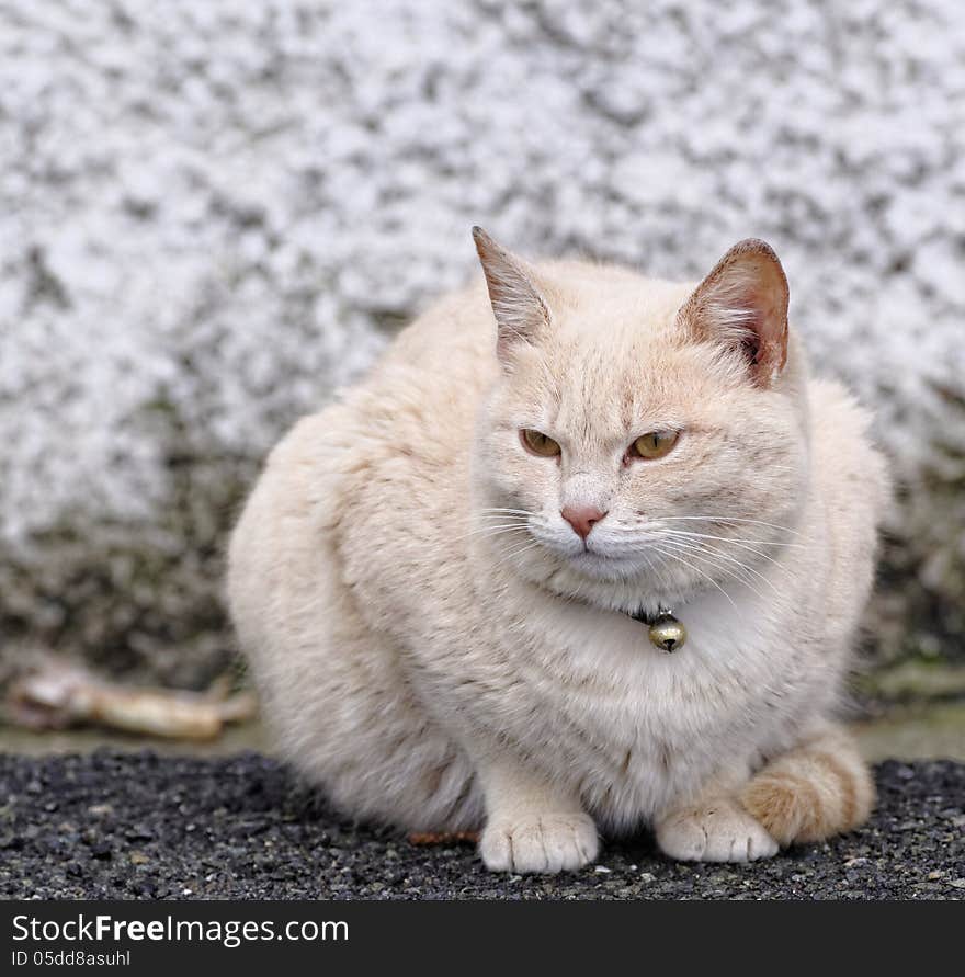 Cat in the garden of my house