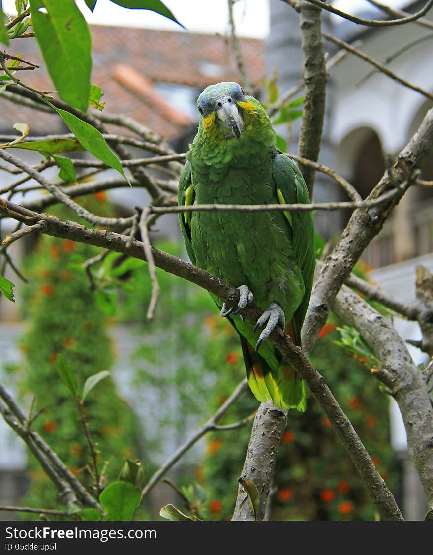 This picture was taken in Ecuador park, in summer 2011. This picture was taken in Ecuador park, in summer 2011.