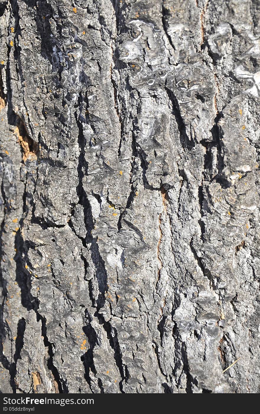 Tree bark