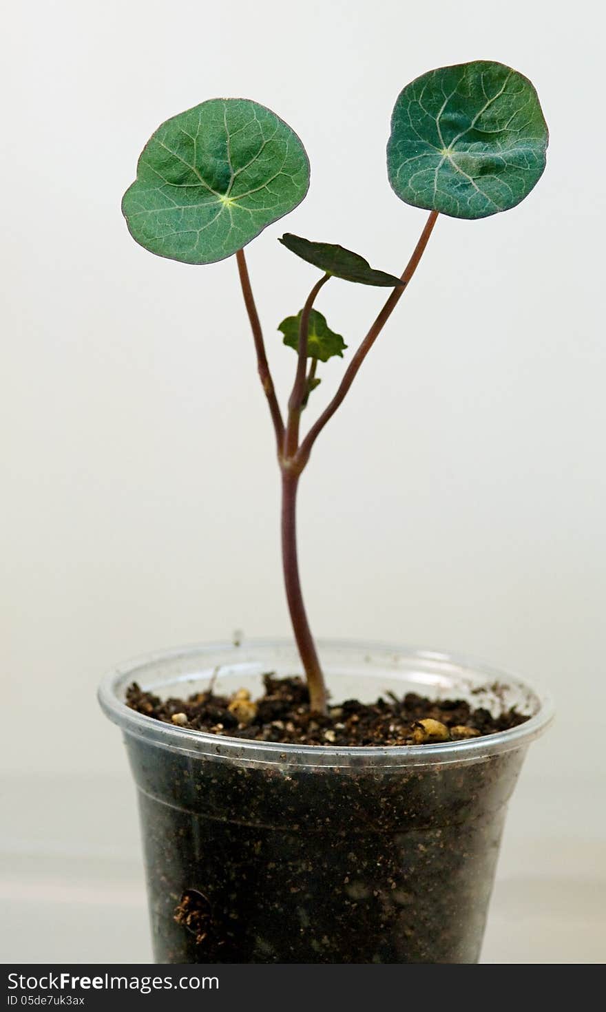 Nasturtium Seedling