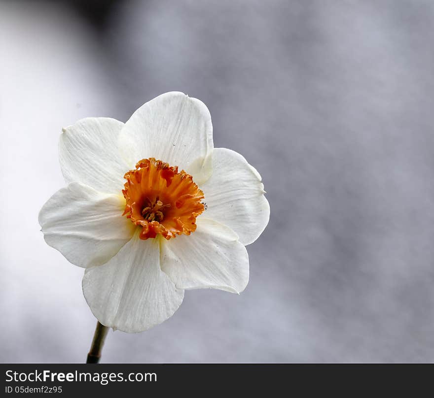 White narcissum in my garden