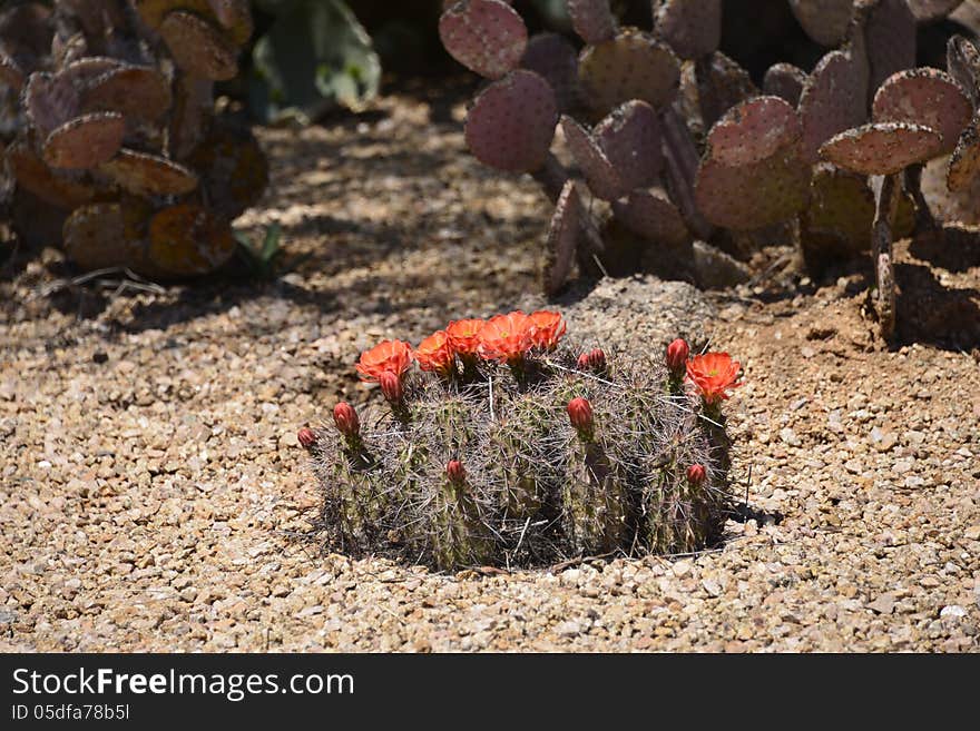 Beautiful blooming bouquet cactus growing out of the desert sand. Beautiful blooming bouquet cactus growing out of the desert sand