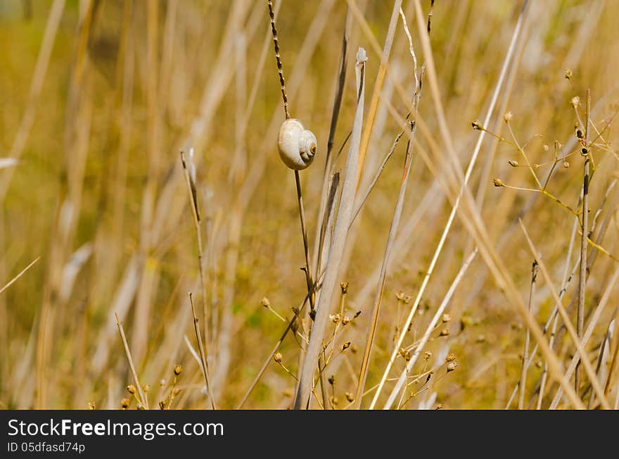 One small snail holding on plant stem. Nature drought background