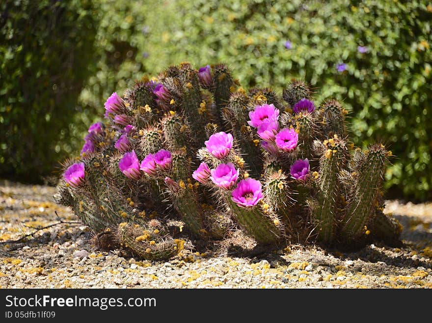 Beautiful blooming bouquet cactus growing out of the desert sand. Beautiful blooming bouquet cactus growing out of the desert sand