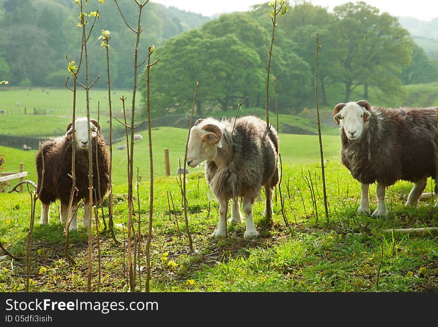 Sheeps in green field.