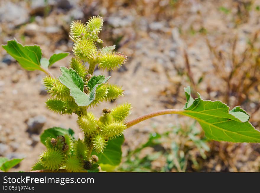 One green bur on a blur soil background. Heat season