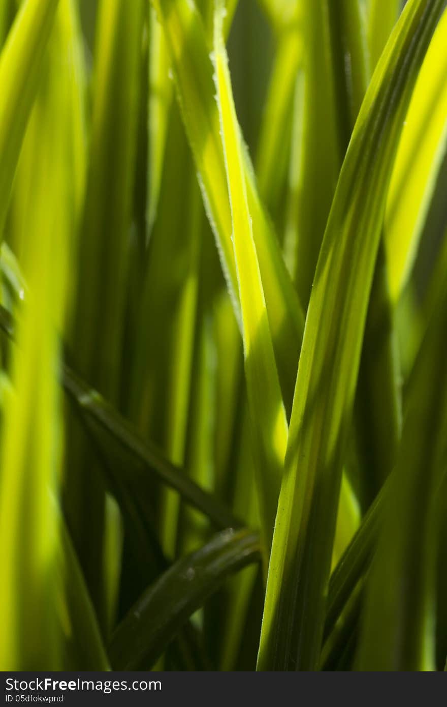 Full frame green grass blade background