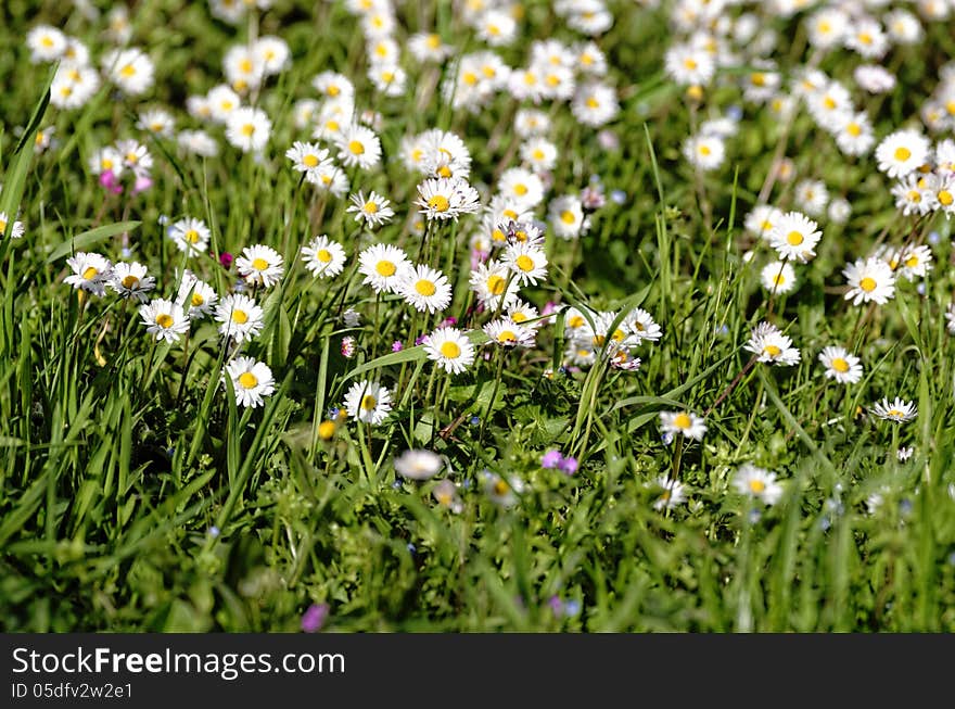 White daisy in a fields