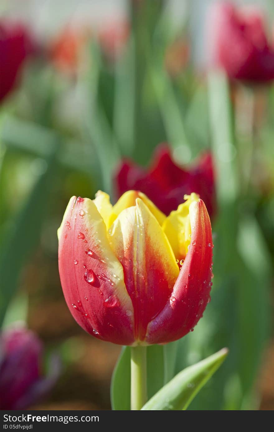 Red-yellow Tulip