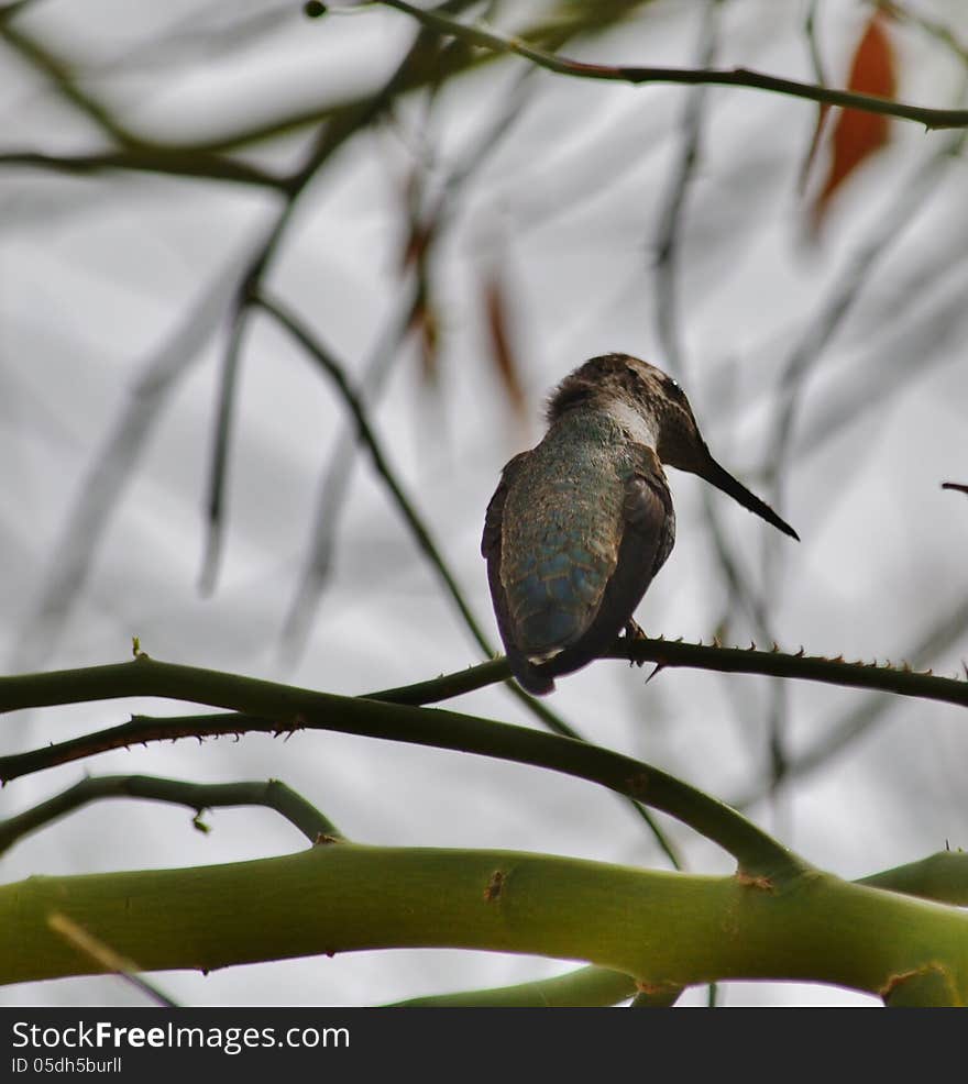 A green hummingbird.