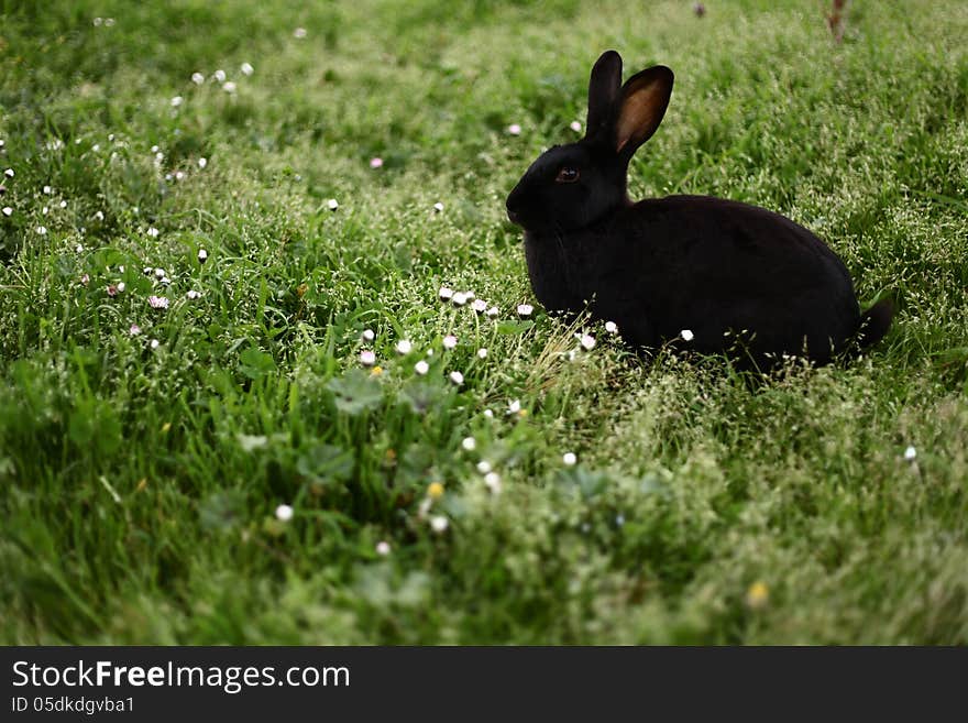 A black rabbit in a green grass.