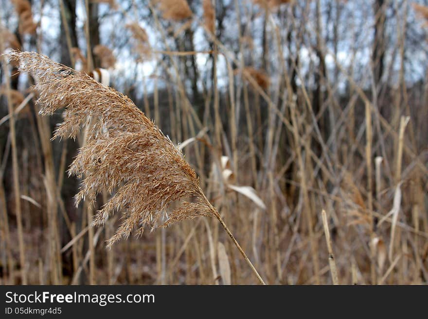 Brown ornamental grass in edges of wetlands or gardens.