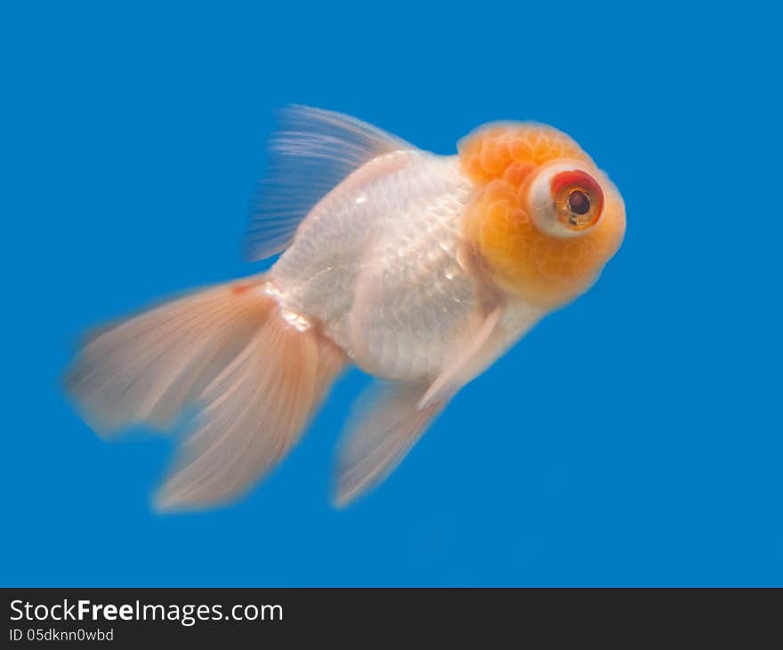 Goldfish in a glass cabinet