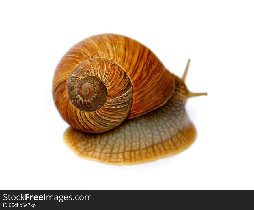 Small snail on white background