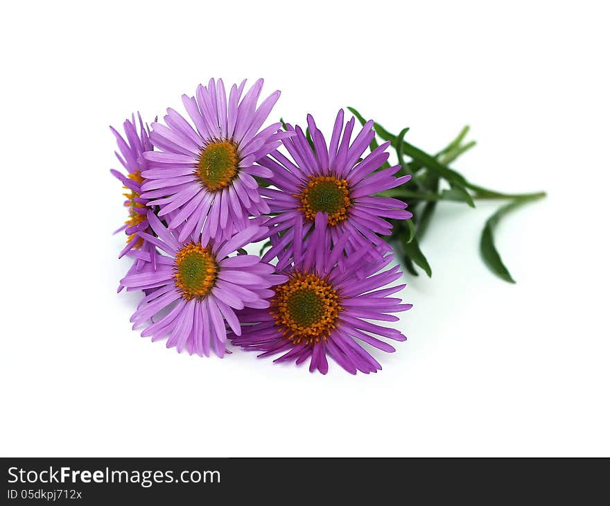 Alpine aster on white background