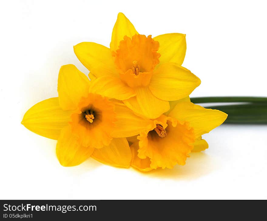 Yellow daffodils on white background