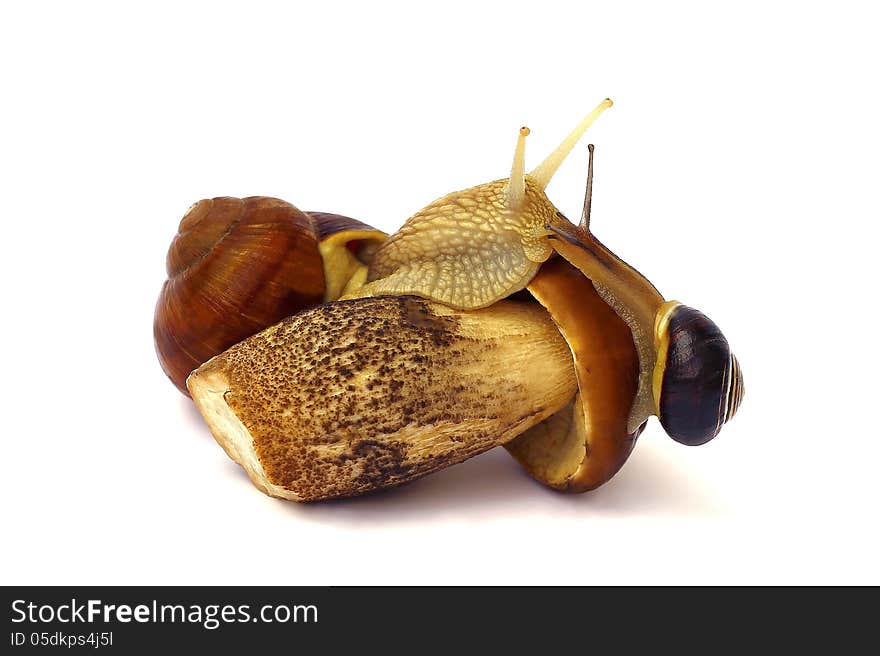 Snails on mushroom on white background