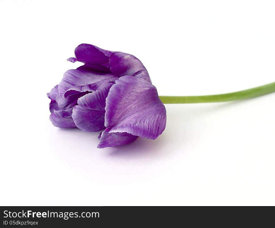 Purple tulip on white background