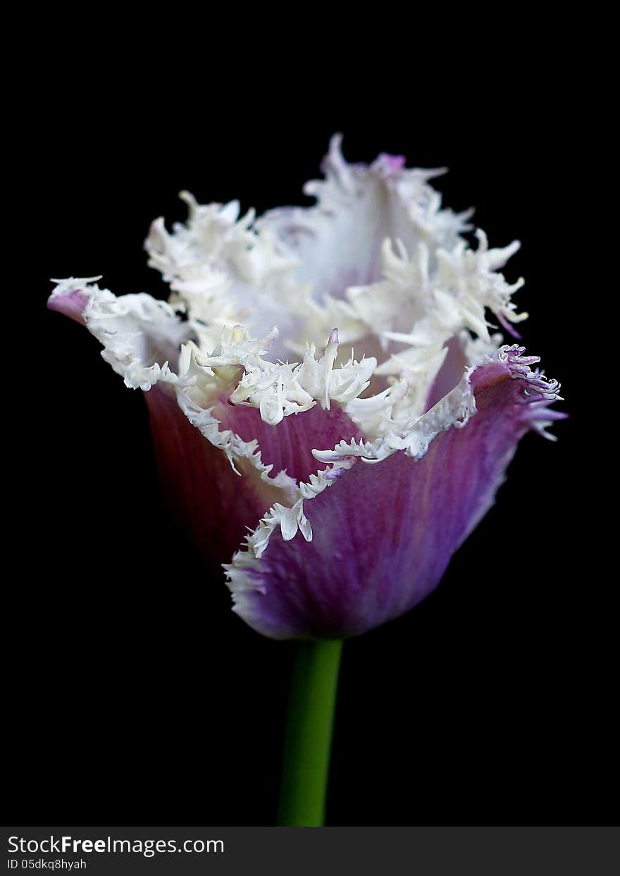 Purple tulip on a black background