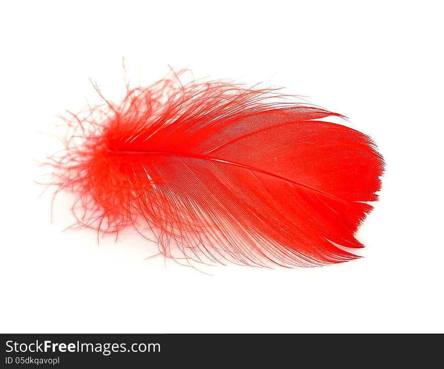 Red feather on white background