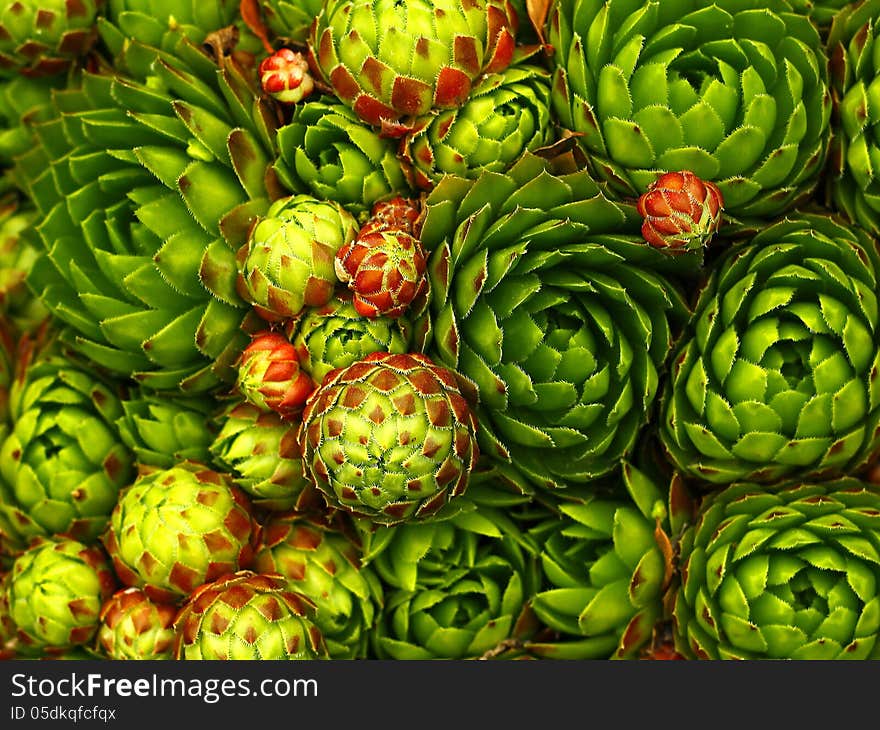 Houseleek growing in the garden