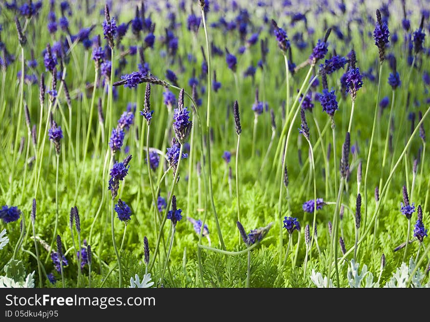 Close up of blooming lavender on a field