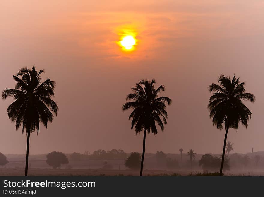 Tree Palm Trees After Dawn. Chonburi Province, Thailand. Tree Palm Trees After Dawn. Chonburi Province, Thailand.