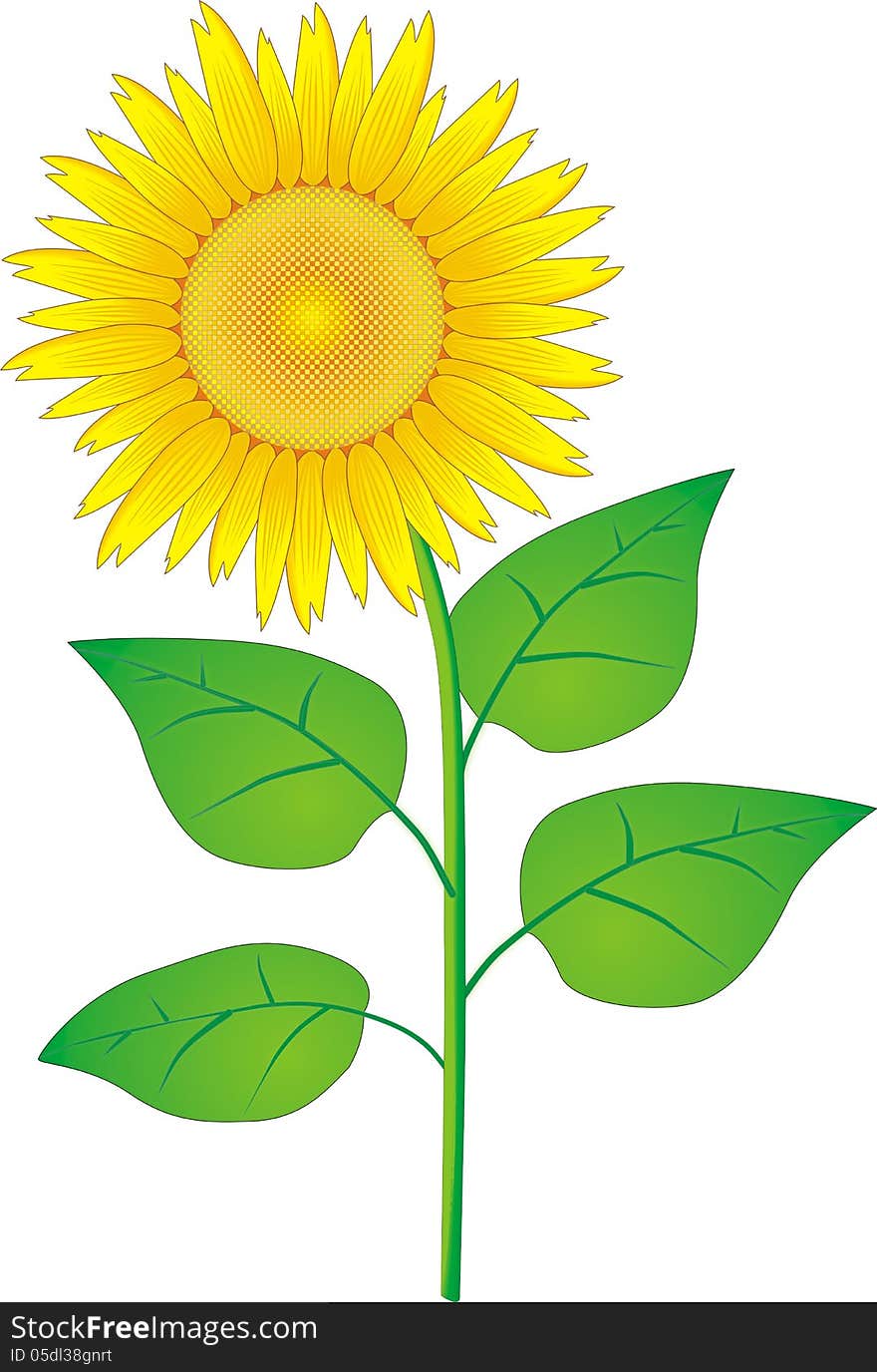 The sunflower