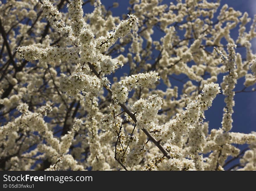 Spring tree with beautiful flowers.