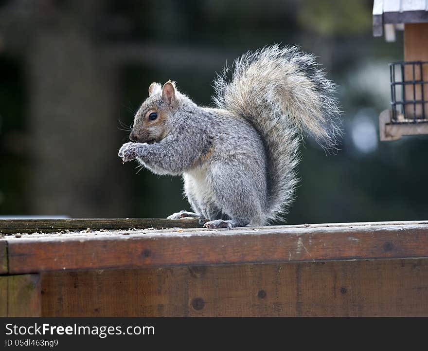 Cute and beautiful little grey squirrel in winter. It is eating a nut while sitting on a wooden ground. Cute and beautiful little grey squirrel in winter. It is eating a nut while sitting on a wooden ground.