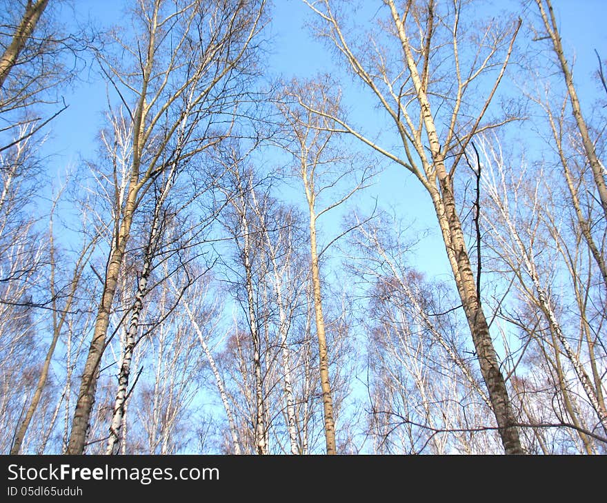 Trees and blue sky