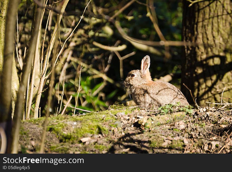 Rabbit resting in the sun at the woods edge. Rabbit resting in the sun at the woods edge