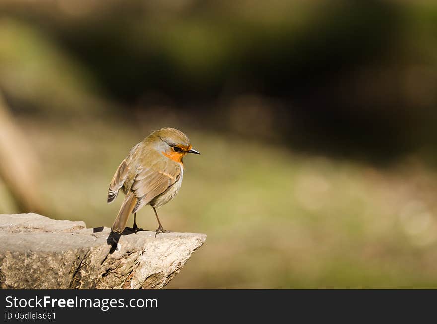 Robin on log