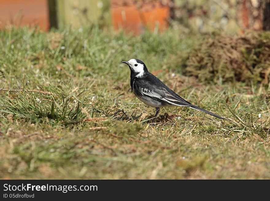 Pied Wagtail.