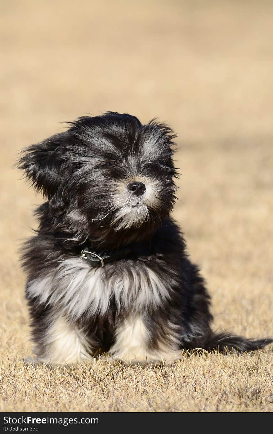 Mixed breed dog posing at the camera