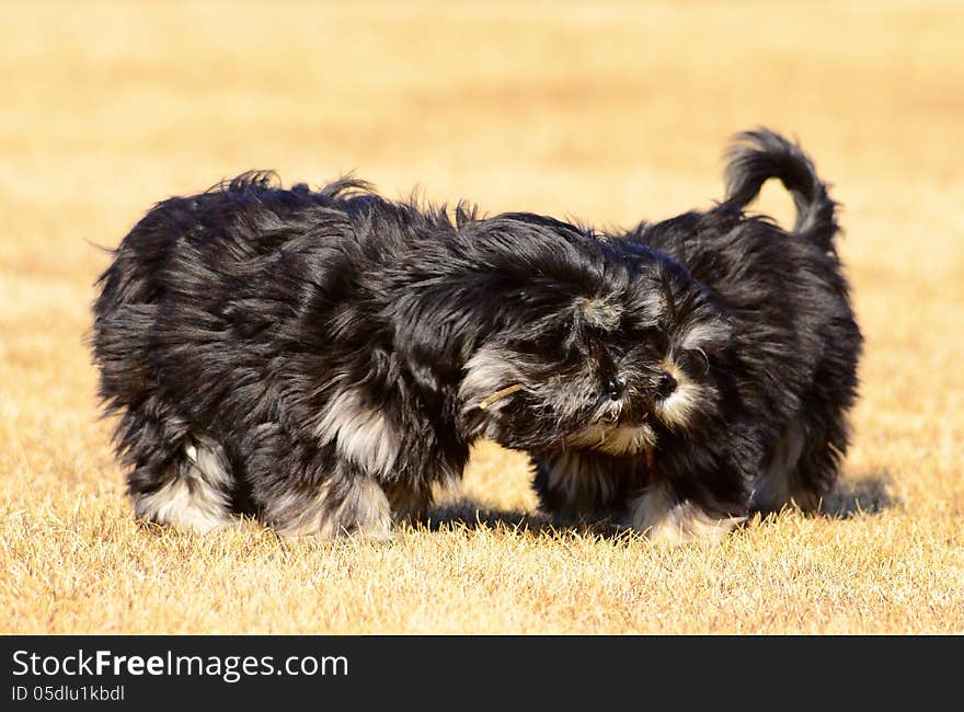 Two siblings, dogs, puppy having fun. Two siblings, dogs, puppy having fun