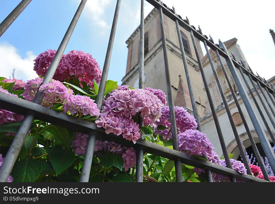 Shrub of Hydrangea is flowering through the railing near the church in the ancient Basque town. La Bastida-Clairence is one of the most beautiful villages of France. Shrub of Hydrangea is flowering through the railing near the church in the ancient Basque town. La Bastida-Clairence is one of the most beautiful villages of France.