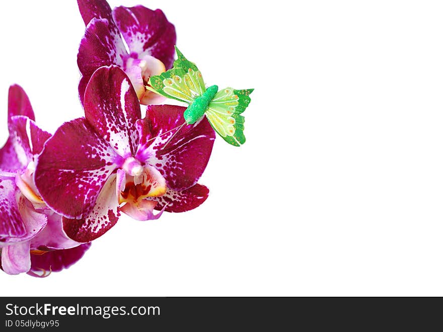 Orchid isolated on white background