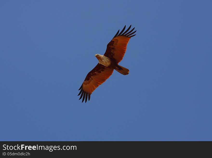 Bird kite flying in the blue sky background in India