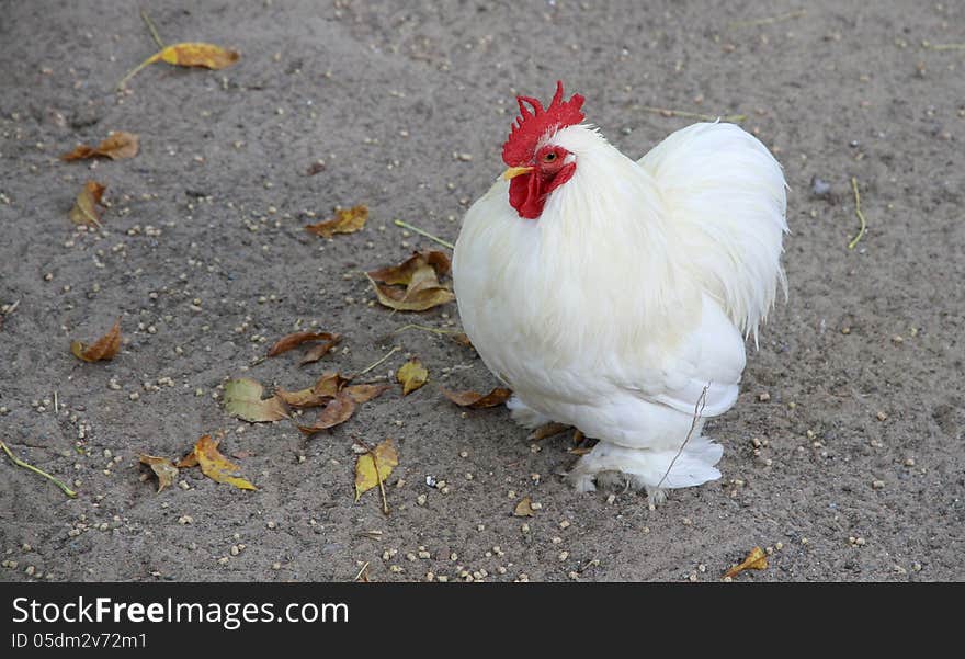 Small White Rooster On A Farm.