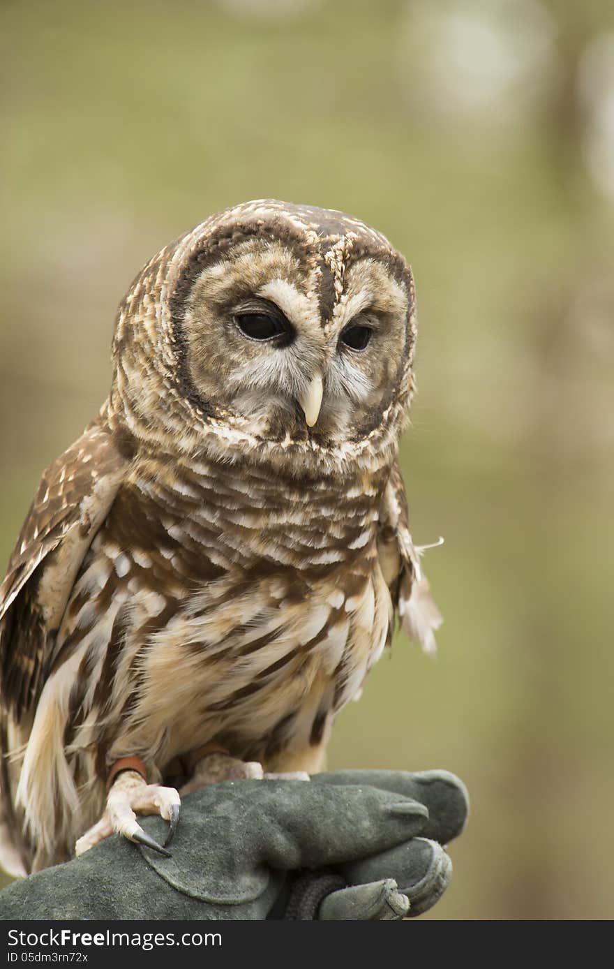 Barred Owl poses with his handler.