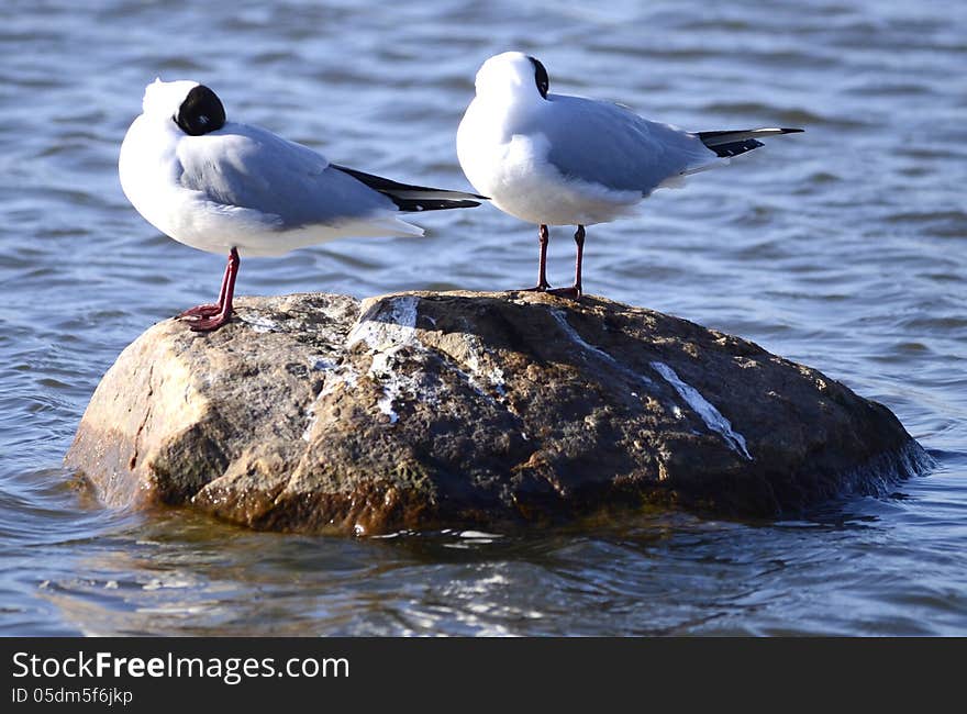 Larus minutus gathered on a stone sleeping. Larus minutus gathered on a stone sleeping