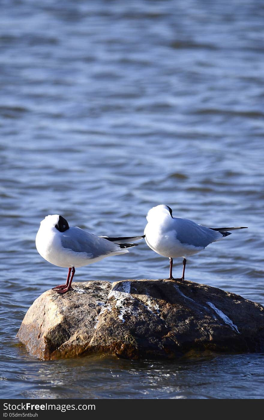 Three Larus Minutus On A Rock