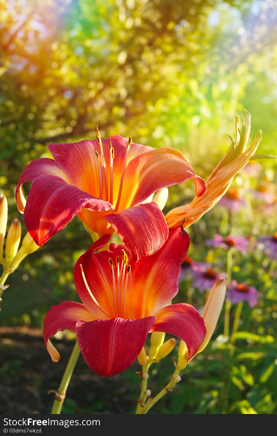 Beautiful lilies lit by sunlight