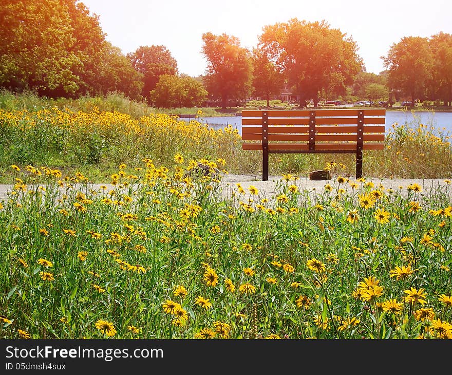 Bench In The Park