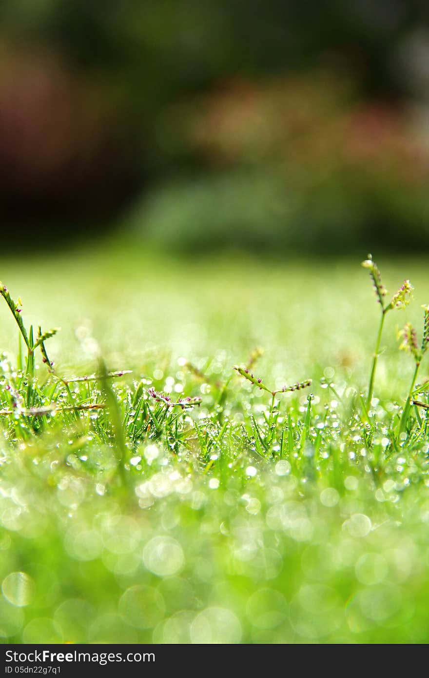 Image of fresh spring green grass