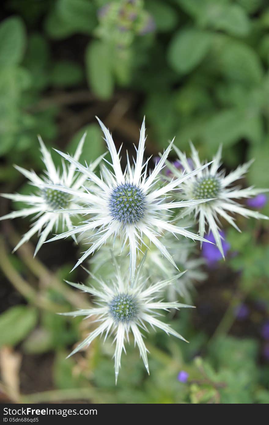 Thistle constellation